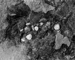 Movements of the Heart Stone 3