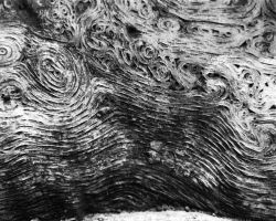 Movements of the Heart Wood 1