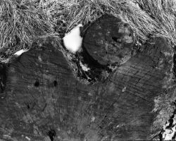 Movements of the Heart Wood 4