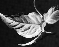 Philodendron leaf that looks like a bird