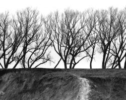 Trees along Scarborough Bluffs
