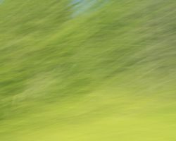 Photo of trees seen from a speeding car