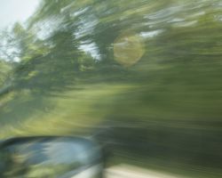 Trees seen from a speeding car