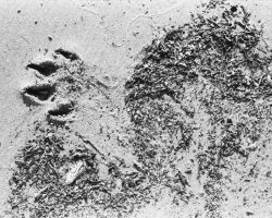 Sandy beach with detritus and animal pawprint