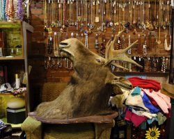 Moose Head - Vintage Soul Geek, Hamilton